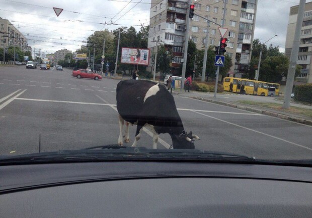 Новина - Події - Корова на дорозі влаштувала автомобільний корок у Львові (Фото)