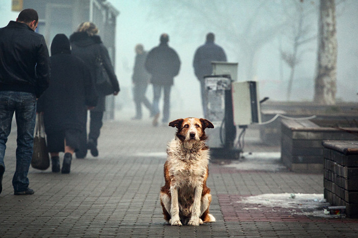 Новина - Події - Обережно, догхантери: невідомі розкидали у Львові отруту для собак