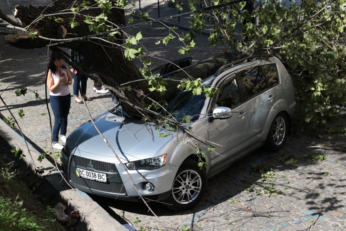 Новина - Події - Подробиці інциденту: в центрі Львова зламане дерево розбило автомобіль народної депутатки