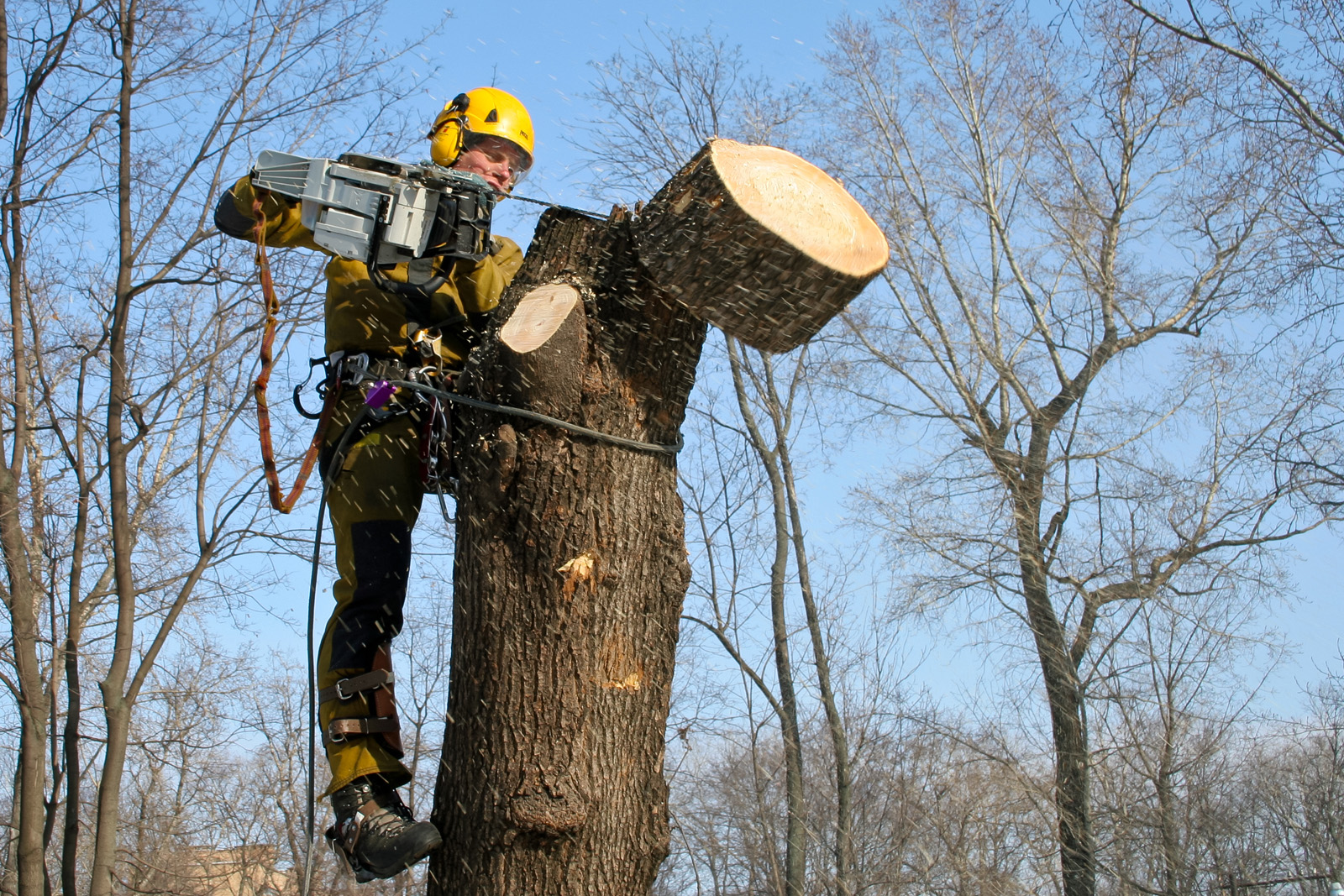 У Львові почали штрафувати за неправильну обрізку дерев.