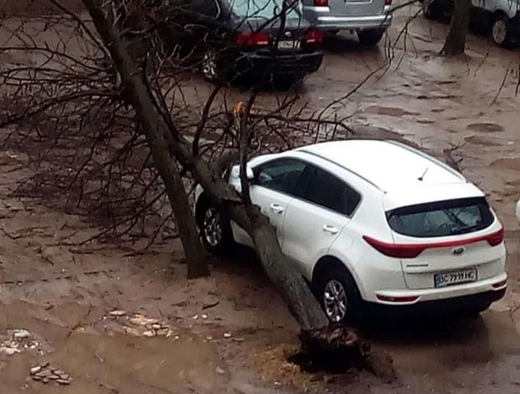 У Львові сильний вітер повалив дерево на автомобіль. Фото Ігор Зінкевич.
