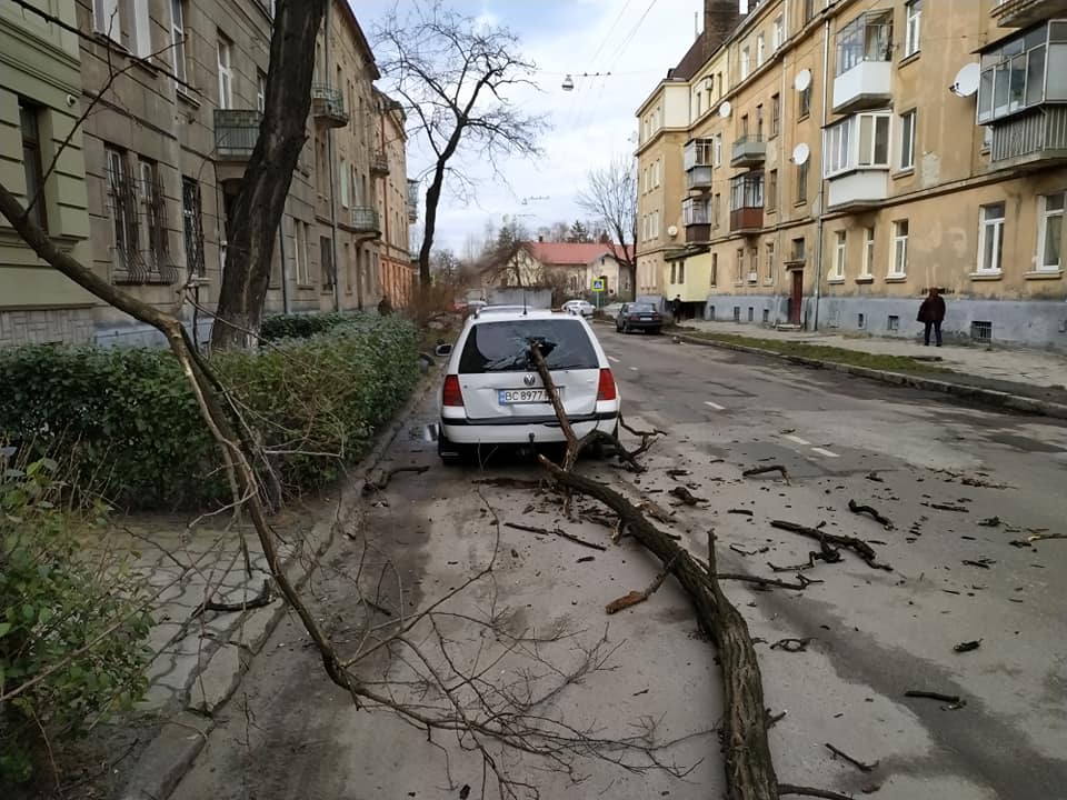 У Львові на припаркований автомобіль впало дерево