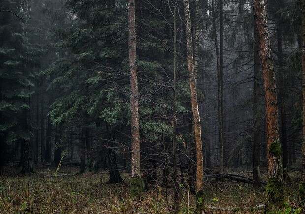 Шукали два тижні: у Брюховицькому лісі знайшли тіло 22-річного хлопця фото
