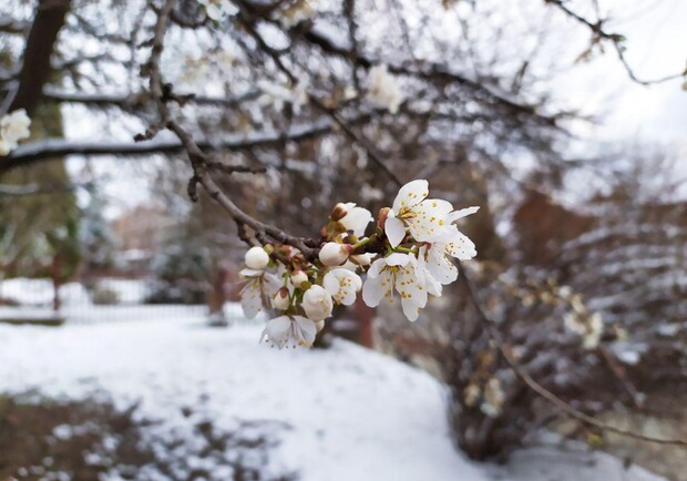 Алича цвіте, а сніг іде: фото дня  фото