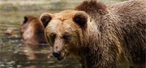 Ведмежий Притулок Домажир. Туристичний сезон 2026