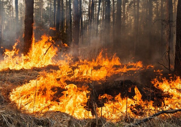 Львів у вогні: масштабні пожежі знищують природу міста Лева  фото