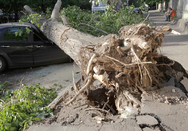 Бережи голову: сильний вітер повалив дерева у Львові  фото