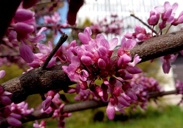 Новини з Ботсаду: стовбур Юдиного дерева вкрився кривавими квітами фото