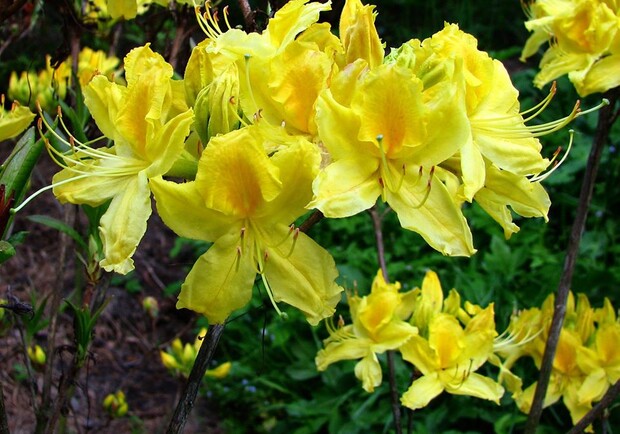 У львівському ботсаду заквітли жовті рододендрони. Фото: Ботанічний сад ЛНУ ім.І.Франка.