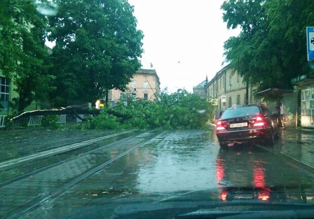 Негода у Львові повалила понад 150 дерев. Фото: Львівська міська рада