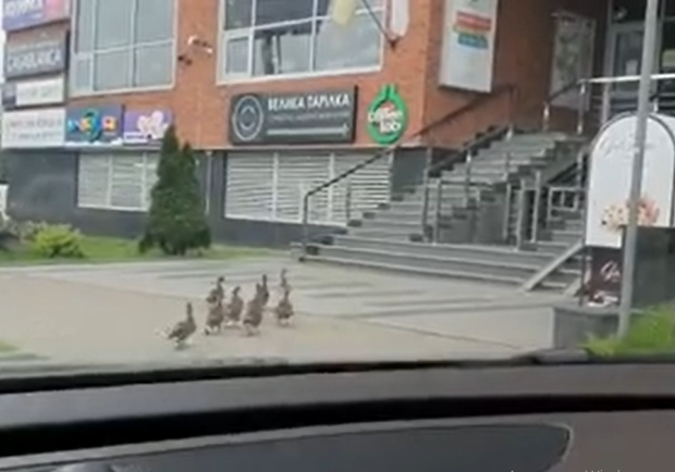 Заблукали: у центрі Львова помітили зграю диких качок. Скріншот із відео. 