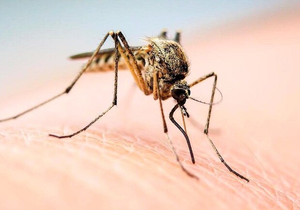 У Львові госпіталізували 46-річного чоловіка з малярією. Фото: bbc.com