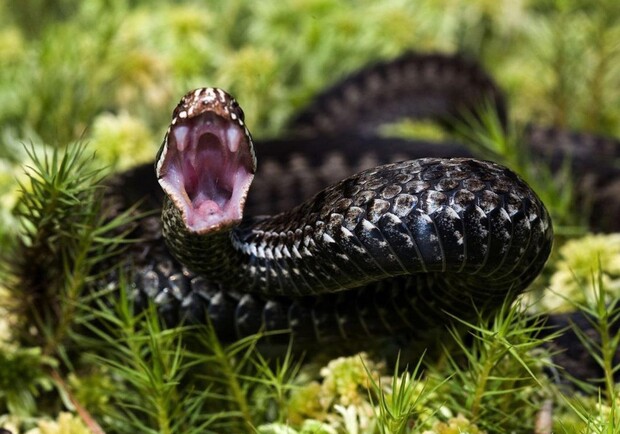 У Винниках змія вкусила на жінку. Фото: pinterest.co.uk
