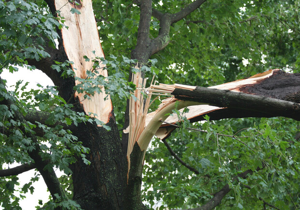 На Львівщині 26-річний загинув чоловік, на якого впало дерево. Фото: elitetreecare.ca