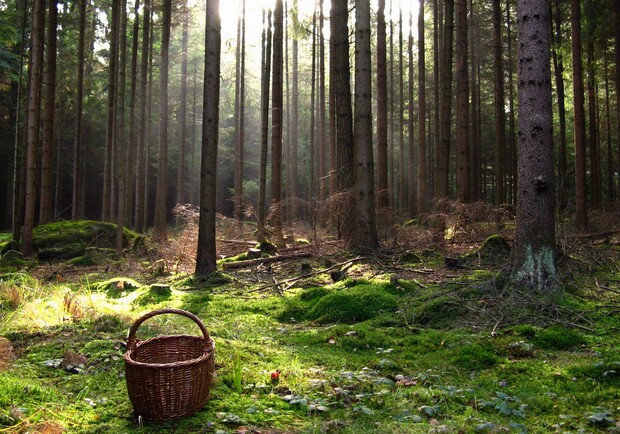 В лісі на Львівщині знайшли труп 59-річної поштарки. Фото: Чеline (умовне)