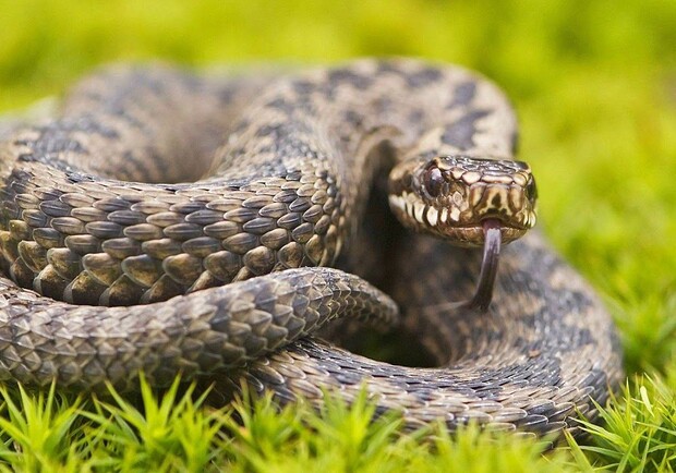 На львів’янина напала змія. Фото: pinterest.com