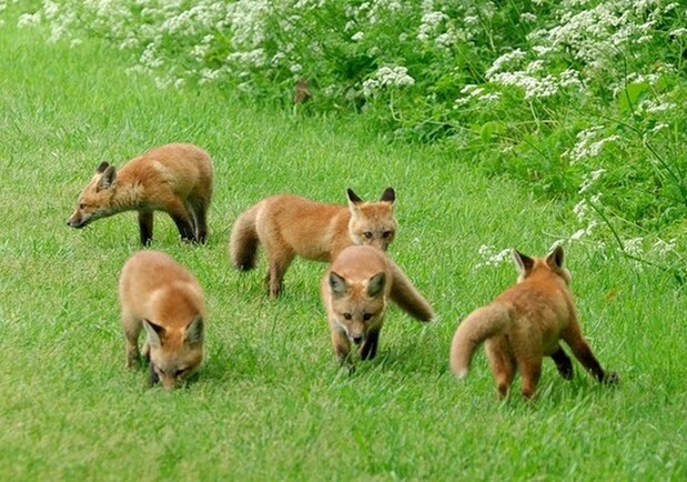 14 лисиць із Домівки врятованих тварин повернули у дику природу. Фото: sites.google.com.