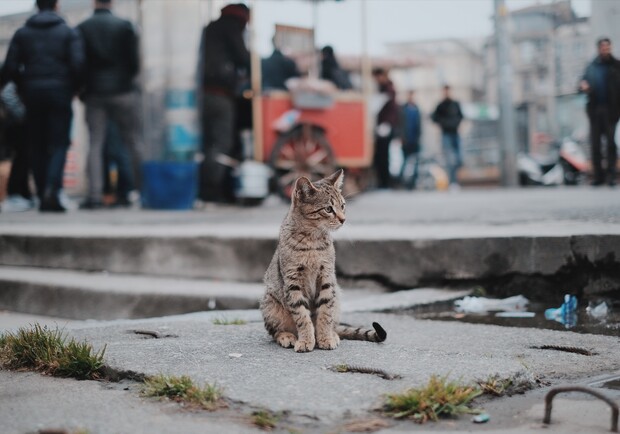 У Львові побільшає котівничок. Фото: unsplash.com (умовне)