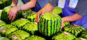 Недешеве задоволення: у Львові стрімко зросли ціни на кавуни 