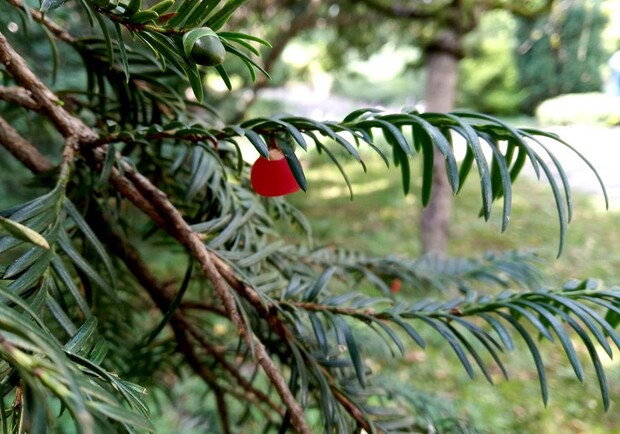 У ботанічному саду Львова унікальна рослина «уквітчалася» ягодами. Фото ботсаду