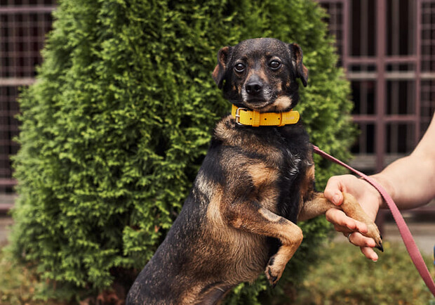 У добрі руки: найменший безпритульний собачка Львова шукає турботливих господарів. Фото: ЛКП "Лев". 