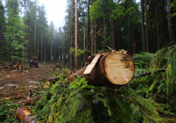 Знайшли винних: на Львівщині комахи перетрощили 176 гектарів лісу. Фото: pmg.ua.