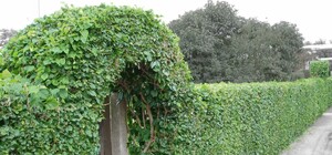 Птахам на радість: на львівських вулицях з’являться живоплоти