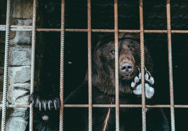 У ведмежому притулу «Домажир» біля Львова поповнення. Фото притулку