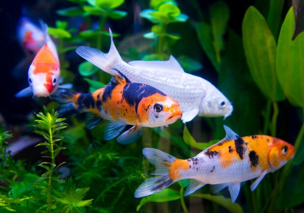 Укрзалізниця оголосила тендер на закупівлю кормів для акваріумних рибок і черепах. Фото: pinterest.com.au