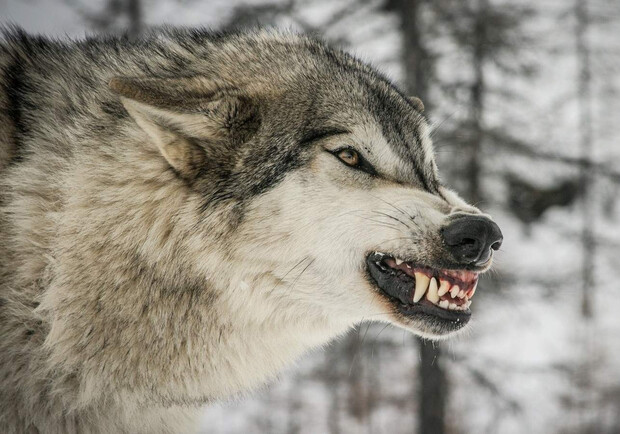 Популярний гірськолижний курорт на Франківщині атакували голодні вовки. Фото: v-variant.com.ua (умовне)