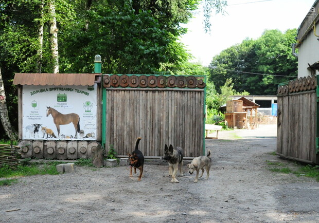 Домівку врятованих тварин закрили для відвідувачів. Фото: 032.ua