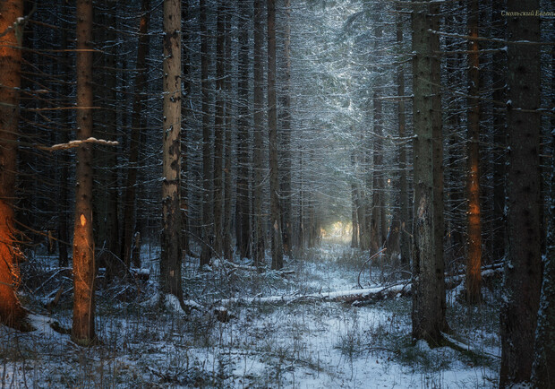 У лісі в Жовківському районі заблукав 24-річний хлопець. Фото: 35photo.pro (умовне).