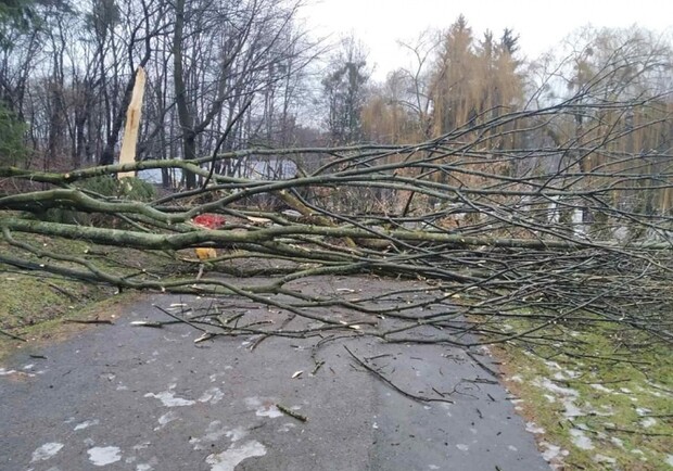 У львівському Парку культури буревій повалив дерева. Фото: Парку культури