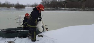 Примерзли до річки: з крижаної пастки у Сокалі врятували шістнадцятьох лебедів