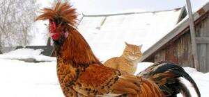 Татова гордість: оголошення на стовпі 10-річної дівчинки зі Львова зібрало 30 тисяч підписників на YouTube