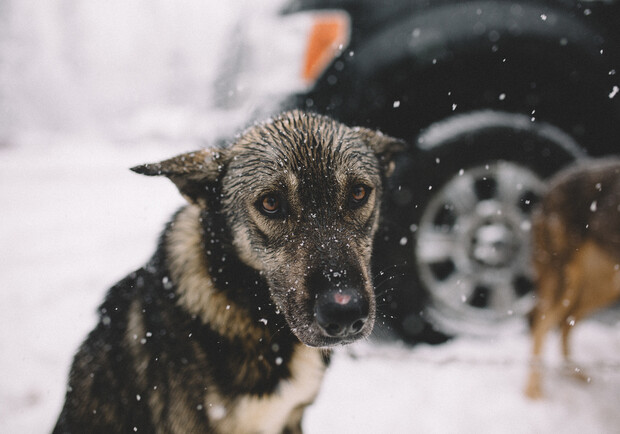 Як допомогти безпритульним тваринам під час снігопаду. Фото: pinterest.com (умовне)