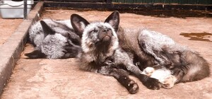 Заходьте в гості: Домівку врятованих тварин відкриють для відвідувачів