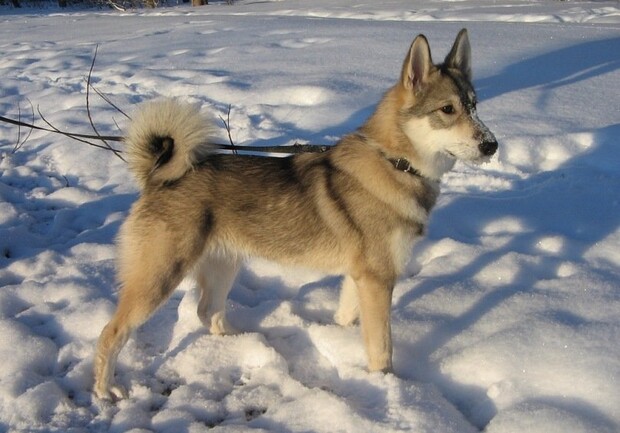 На Самбірщині чоловік жорстко вбив сусідського собаку. Фото: userapi.com (умовне)