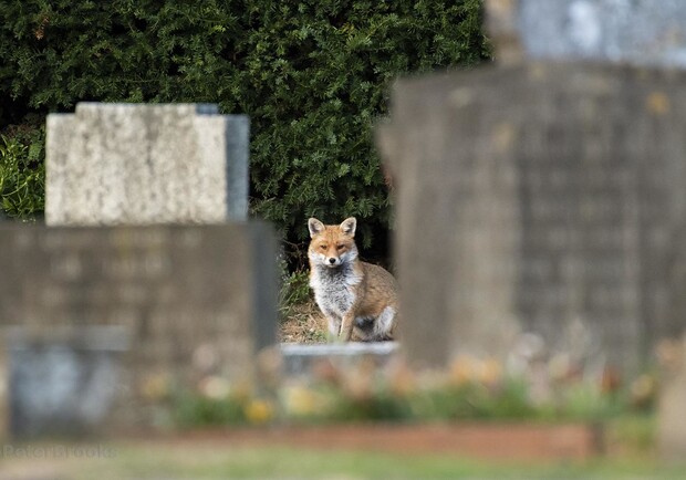 На Личаківському цвинтарі оселилася лисиця. Фото: live.staticflickr.com (умовне)
