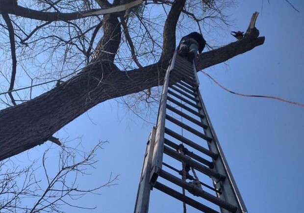 Залізти заліз: надзвичайники зняли з 12-метрового дерева чоловіка. Фото: ДСНС Львівщини.