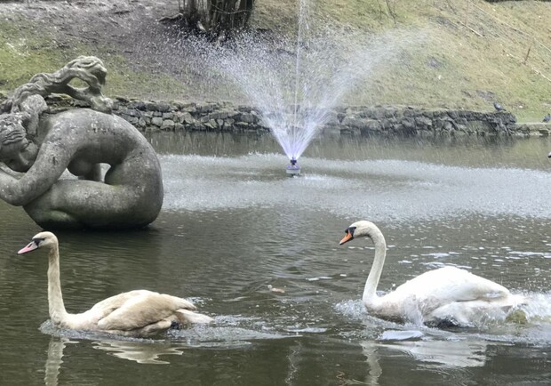 На озеро у Стрийському парку повернулися лебеді. Фото: міськради