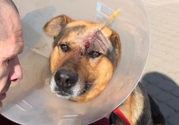 На Львівщині чоловік сокирою розбив голову собаці. Фото: притулок "Милосердя"