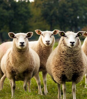 Банани, сир, равлики: п'ять екоферм біля Львова, які неодмінно вас здивують