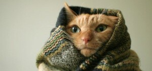 Квітень лютує: у Львові та області прогнозують заморозки