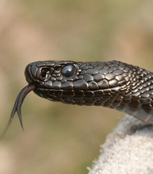 У Запорізькій області розпочався зміїний сезон: як допомогти при укусі