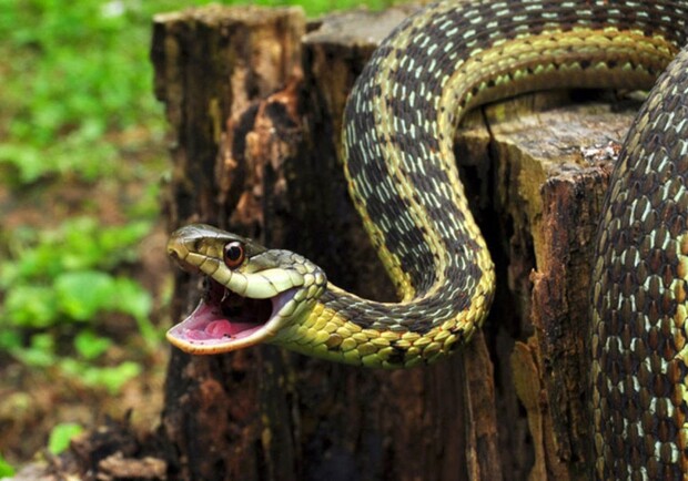 Як уберегтися і що робити, якщо вкусила змія. Фото: cheline.com.ua