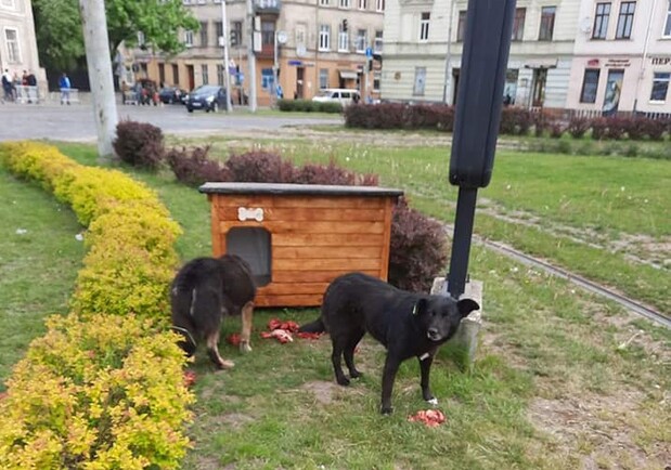 У Львові на квітнику встановили собачу будку. Фото: Оксана Кошак