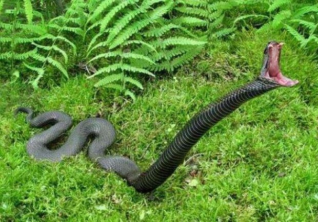 Біля Трускавця на чоловіка напала змія. Фото: s.245.ua (умовне)