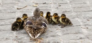 Хеппі енд: патрульні врятували диких каченят, які блукали вулицями Львова