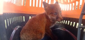 Роздерли б собаки: львівські волонтери врятували лисеня від жахливої смерті